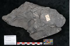 Foto (Objekt + Etikett) von Odontopteris minor Brongniart (NHMW-GEO-2024-0188-10722)